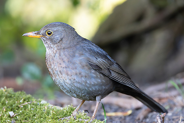Image showing shy female blackbird closeup