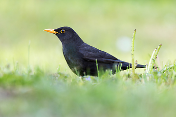 Image showing wonderful blackbird on garden lawn