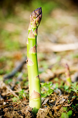 Image showing Asparagus Spear detail