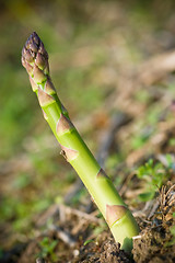 Image showing Asparagus Spear detail