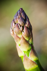 Image showing Asparagus Spear detail