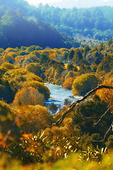 Image showing Autumn, river and valley or landscape in countryside with trees, forest and environment in New Zealand. Agriculture, stream and woods for sustainability, scenery and location outdoor for ecology