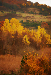 Image showing Autumn, nature or field and landscape in countryside with tree, hill or mountain environment in New Zealand. Agriculture, forest or woods for sustainability, scenery or location on grass for ecology