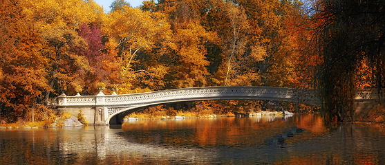 Image showing Autumn, nature and river with bridge or trees with landscape, scenery and forest environment in countryside. Agriculture, water and woods for sustainability, location and foliage outdoor for ecology