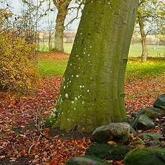 Image showing Autumn, nature and tree with trunk or rock with foliage, moss and forest environment in countryside. Agriculture, stem and woods for sustainability, natural landscape or field with leaves for ecology