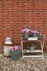 Image showing Spring, nature and garden with flower pot on shelf by brick wall, countryside and rural for plants. House, backyard and environment for growth, still life and container with rust and watering can
