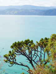 Image showing Trees, nature and drone of ocean on island for travel, vacation or holiday at destination. Paradise, outdoor and aerial view of plants by sea by tropical beach for summer weekend trip in Mauritius.