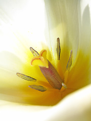 Image showing Macro, flower and lily in garden and environment, nature with natural background and spring time. Closeup of plant, petal and pollen with gardening, blossom and botanical with ecology for growth