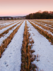 Image showing Winter, landscape and plow row in nature, agriculture and snow for season change. Climate, ecology and farm or country side, sunset with scenery from harvest for growth and sustainability environment