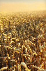 Image showing Sunrise, landscape and wheat field in land for agriculture, environment and countryside. Summer, calm and sustainable with plants in meadow for farming, outdoor and harvest on grass of rural Canada