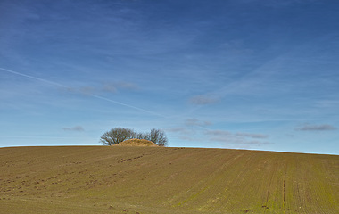 Image showing Landscape, field and mound with trees on horizon in nature with blue sky, grass and natural environment in Mexico. Land, meadow and grassland for farming, agriculture and cultivation in countryside