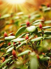 Image showing Plant, sunshine and flower closeup in nature, agriculture and botanical sprout with growth, Sustainability, environment and change of season, Autumn garden and botany bush in ecosystem on earth day