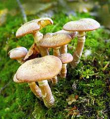 Image showing Mushroom, grass and grow on soil in earth for garden in environment. Fungus, poison and food in outdoor for ground in season with ecology and moss in nature for natural and sunlight for geography