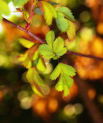 Image showing Leaf, nature and autumn branch for closeup, environment and agriculture sustainability in fall. Ecology, plants and sunshine in conservation garden, relax for growth in natural outdoor for botany