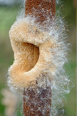 Image showing Bulrush, nature and spring plant, conservation of environment bulb for growth. Ecology, botany and ecosystem for sustainability in natural vegetation, Typha latifolia or swamp flora for earth day