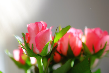 Image showing Roses, leaf and flower in nature for plant, love and bloom with bud and growth in natural or outdoor. Bouquet, gift and fresh for sunlight and spring in season with floral, petal and color for seed