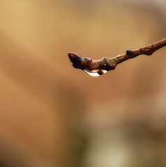 Image showing Rain, plant and macro of wet twig with water drop, morning dew and environment in garden, backyard and landscape. Bokeh, nature and close up of spring bud in countryside, rainforest or woods