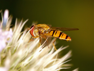 Image showing Flower, insect and bee for food in nature, garden and sustainable environment for nutrition. Closeup, bug and plant for botany and ecosystem in outdoors, bud and organic pollen snack in countryside