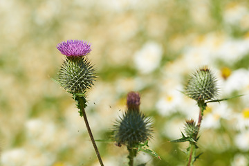 Image showing Closeup, flower and bokeh for nature, vegetation or landscape of beauty, countryside or environment. Spear thistle, cirsium vulgare or weed as thorn bulb for ecology, botany or gardening in spring