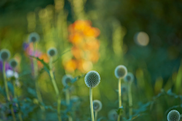 Image showing Flowers, leaves and grass in nature for plant, environment and geography on earth for backyard outdoor. Growth, greenery and stem in spring for garden, ecology and natural for blossom and bloom