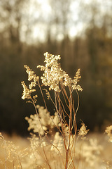 Image showing Flowers, plant and autumn outdoor in forest, environment and nature in rural South Africa. Grassland, ecosystem and botany by trees, woods and countryside for peace, zen and relaxation in Cape Town