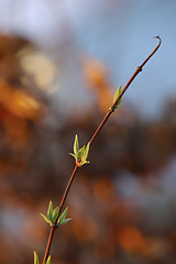 Image showing Bud, twig and growth in outdoor nature, branch and ecology in countryside or sustainable environment. Plant, ecosystem and botanical garden and biology in forest or woods, leaves and foliage on tree