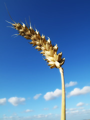 Image showing Wheat ear, nature and sky in harvest season, fibre and health vitamins for weight loss and diet. Natural, plant isolated for farming or bread and breakfast cereal, gluten and organic for agriculture