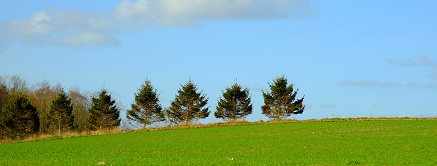 Image showing Summer, trees and nature for location in environment, landscape and blue sky in climate for travel. Outdoor, sun and countryside of Turkey, clouds and meadow for vacation in Europe for peace