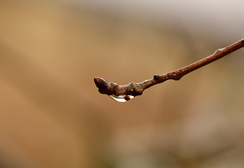 Image showing Rain, plant and closeup of wet twig with water drop, morning dew and environment in garden, backyard and landscape. Bokeh, nature and tree branch in countryside, rainforest or woods in winter