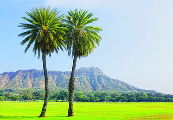 Image showing Trees, tropical environment and summer in nature, field and rural on farm land. Grass, palm trees and mountains range in Honolulu holiday destination, plants and blue sky in Hawaii summer season