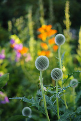 Image showing Flowers, plants and meadow in summer at countryside, environment and landscape in rural Japan. Botanical garden, pasture and grassland with vegetation in bloom in backyard, bush or nature for ecology