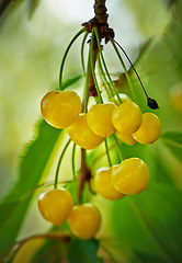 Image showing Closeup, fruit and yellow cherries on tree branch for growth, food and sustainability in countryside. Nature, plant and fresh produce in environment for farming, nutrition and wellness or health