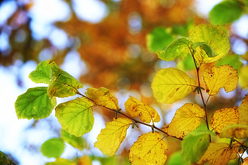 Image showing Autumn, leaves and nature or sustainability in forest, ecology and foliage in countryside. Plant, outdoors and fall season in botanical garden or environment, peace and calm for ecosystem and weather