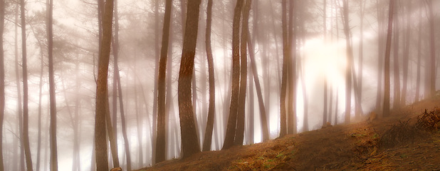 Image showing Woods, sunrise and fog in the morning, nature and trees in countryside landscape. Earth, forest and spring for dark natural environment, autumn and outdoor plants or leaves in rural wilderness