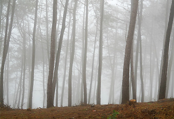 Image showing Forest, landscape and mist for nature, winter and foggy field location for environment outdoor. Tree, outside and branches for leaves, peace and rain on hiking trail in morning for background