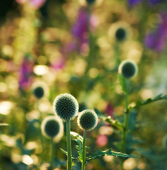 Image showing Globe thistle, flower and wild in spring meadow for closeup, fresh and natural vegetation. Ecology and pollen plant for biodiversity, environmental sustainability in growth for botanical garden