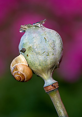 Image showing Nature, spring and plant of poppy seed head, wildflower and closeup in snail in Argentina. Insect, ecology and vegetation in garden for environment, ecosystem and growth in countryside