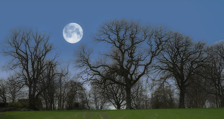 Image showing Forest, trees and moon with nature, night and environment with sky and grass with fresh air and landscape. Empty, growth and ecology with plants and natural with woods and earth with sustainability