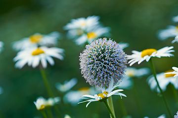 Image showing Thistle, flowers and daisies in meadow at countryside, field and landscape with plants in background. Botanical garden, pasture and echinops by petals in bloom in backyard, bush or nature in Spain