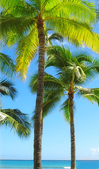 Image showing Palm tree, beach and tropical holiday for adventure in Maldives or summer, vacation or outdoor. Plants, environment and paradise island with sunlight or sightseeing for relax trip, resort or break