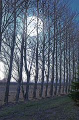 Image showing Forest, trees and moon with nature, dark and environment with sky and grass with night and landscape. Woods, growth and ecology with plants and natural with agriculture and earth with sustainability