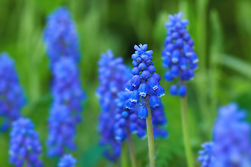 Image showing Flower, plants and wild in nature for sustainability, horticulture and conservation of meadow. Hyacinths, closeup and growth in garden of countryside, ecosystem and botany for environment on travel