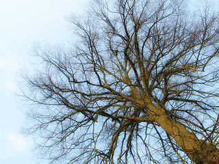 Image showing Winter, nature and low angle of sky with tree, branch and texture of bark in environment of forest. Backyard, garden and below woods outdoor in park with clouds and leafless plant in morning