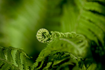 Image showing Green, fern and growth in outdoor nature, peace and ecology in countryside or sustainable environment. Plant, ecosystem and botanical garden and biology in forest or woods, bloom and foliage of leafs