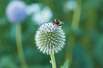 Image showing Thistle, flower and bee in meadow at countryside, field and landscape by plants in background. Botanical garden, pasture and echinops by petals with pollen in bloom in backyard, bush or nature