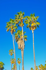 Image showing Palm tree, blue sky and nature with summer outdoor, environment and background for tropical holiday in California. Travel, adventure and fresh air with landscape, location or destination for vacation