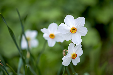 Image showing Flower, daffodil and bloom in outdoors for nature, horticulture and conservation of meadow. Plants, calm and growth in sustainability of countryside, ecosystem and botany for environment on travel