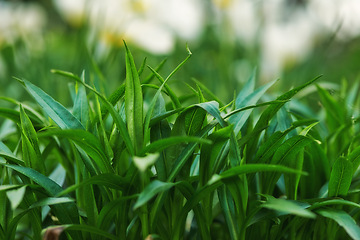 Image showing Green, grass and growth in outdoor nature, peace and ecology in countryside or sustainable environment. Plant, ecosystem and botanical garden and biology in forest or woods, lawn and healthy bush