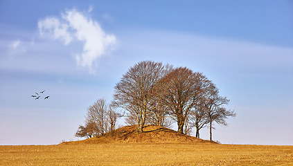 Image showing Countryside, summer and trees with environment, clouds and nature with blue sky and eco friendly. Landscape, natural and outdoor with woods and autumn with growth and birds with sunshine and ecology