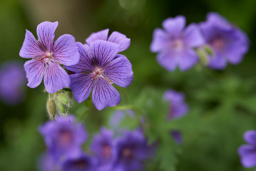 Image showing Flower, cranesbill and bloom in outdoors for nature, horticulture and conservation of meadow. Plants, calm and growth in sustainability of countryside, ecosystem and botany for environment on travel